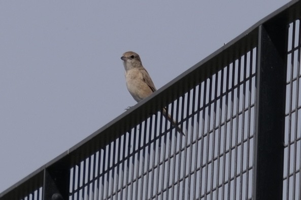 Isabelline Shrike - ML538302921