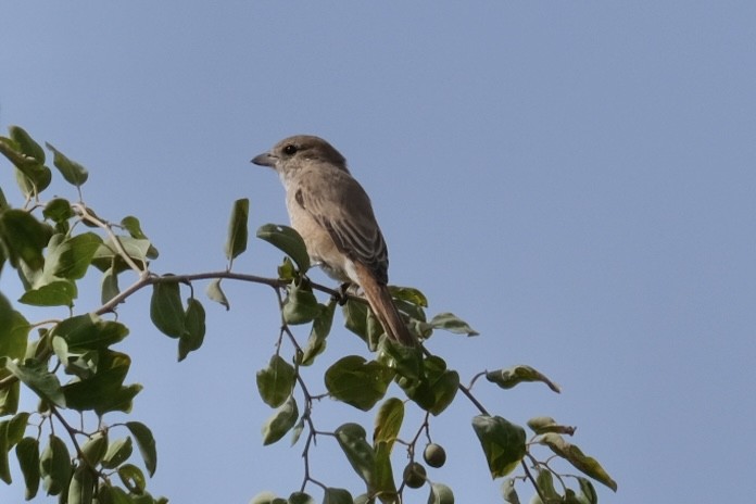 Isabelline Shrike - ML538302931