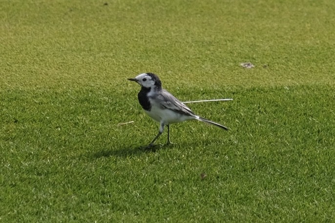 White Wagtail - ML538302991