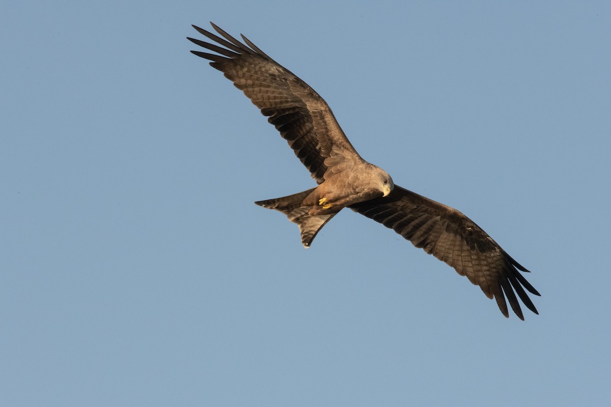 Black Kite (Yellow-billed) - ML538303141