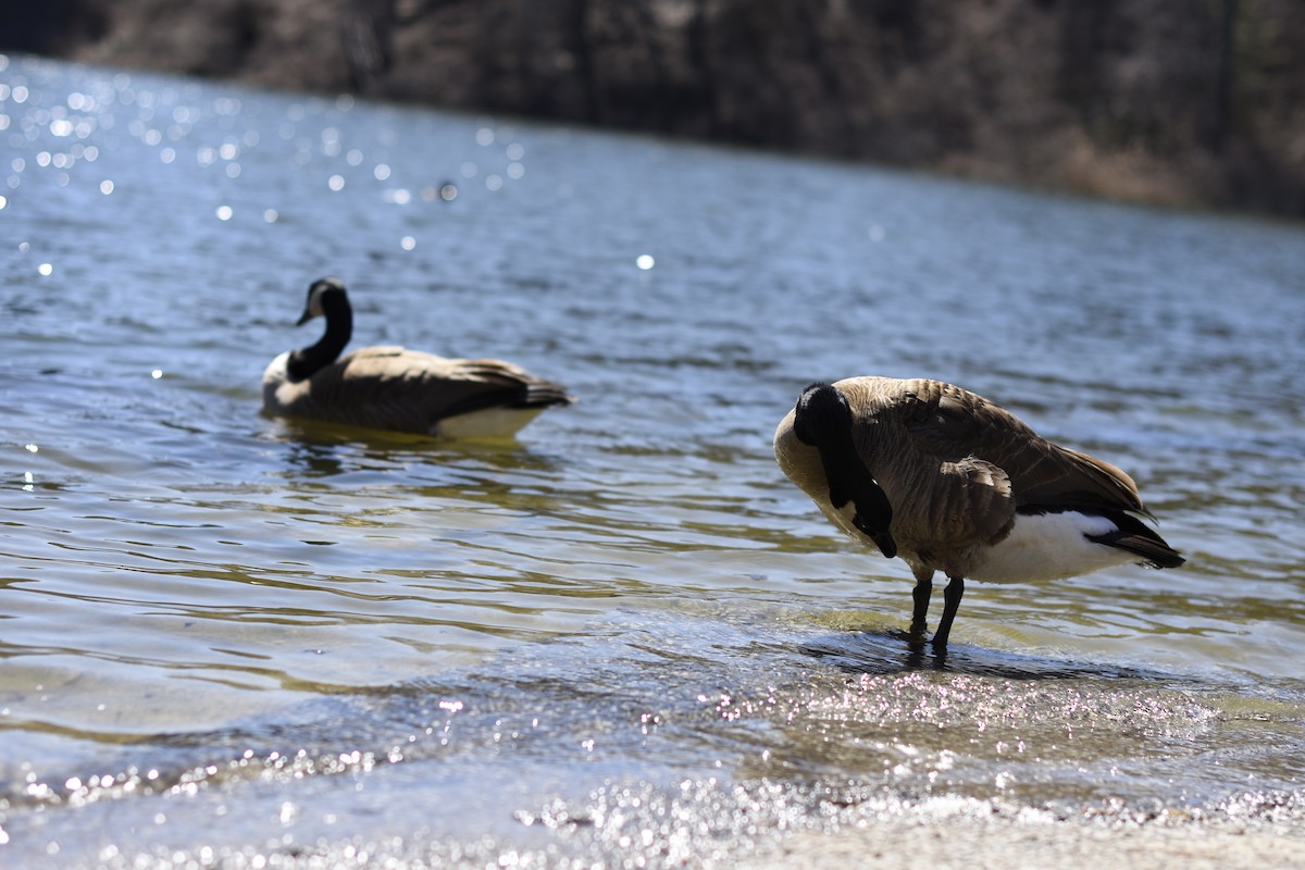 Canada Goose - ML53830371