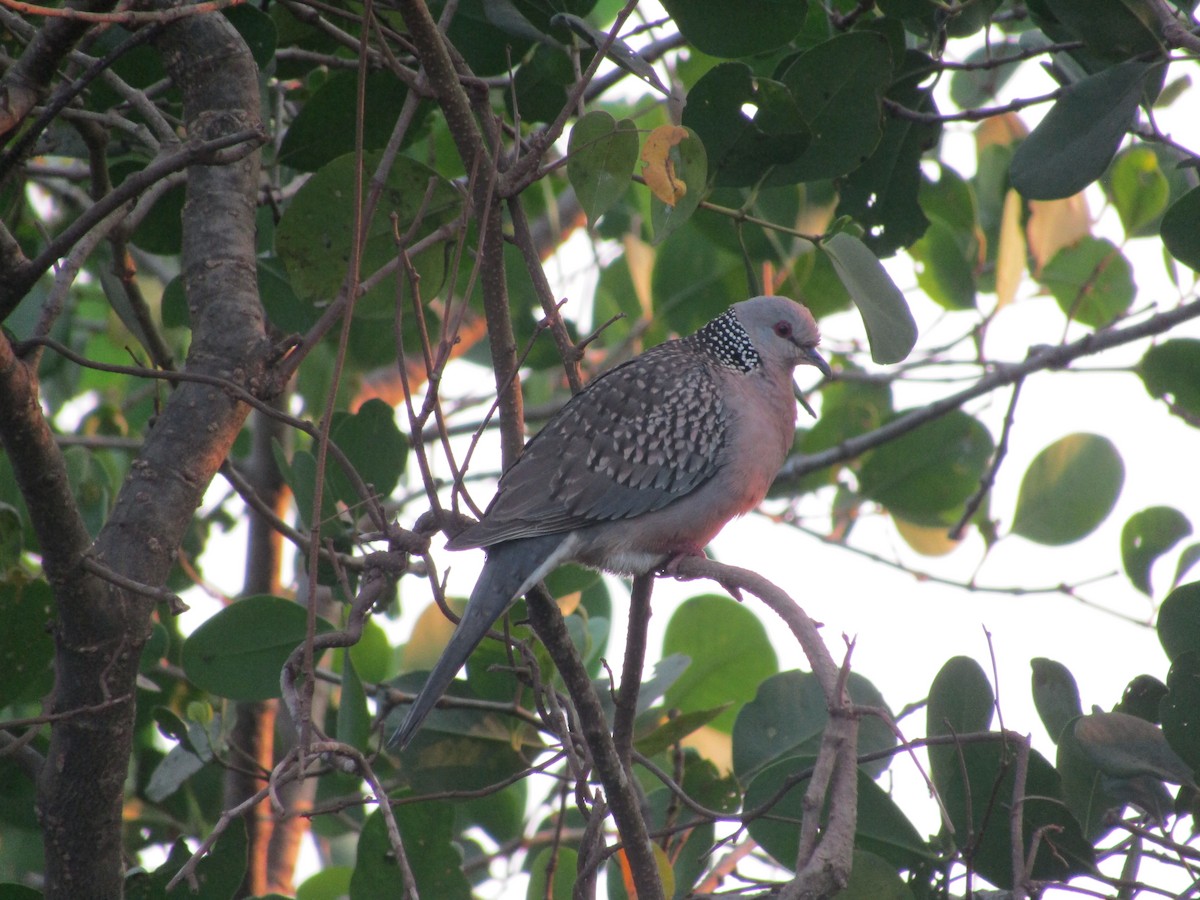 Spotted Dove - Chinmay Sawant
