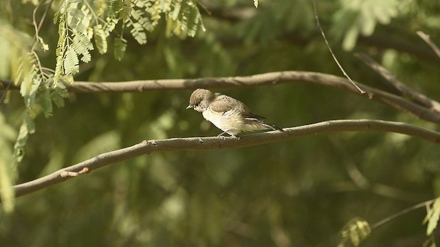 Taiga Flycatcher - ML538304141