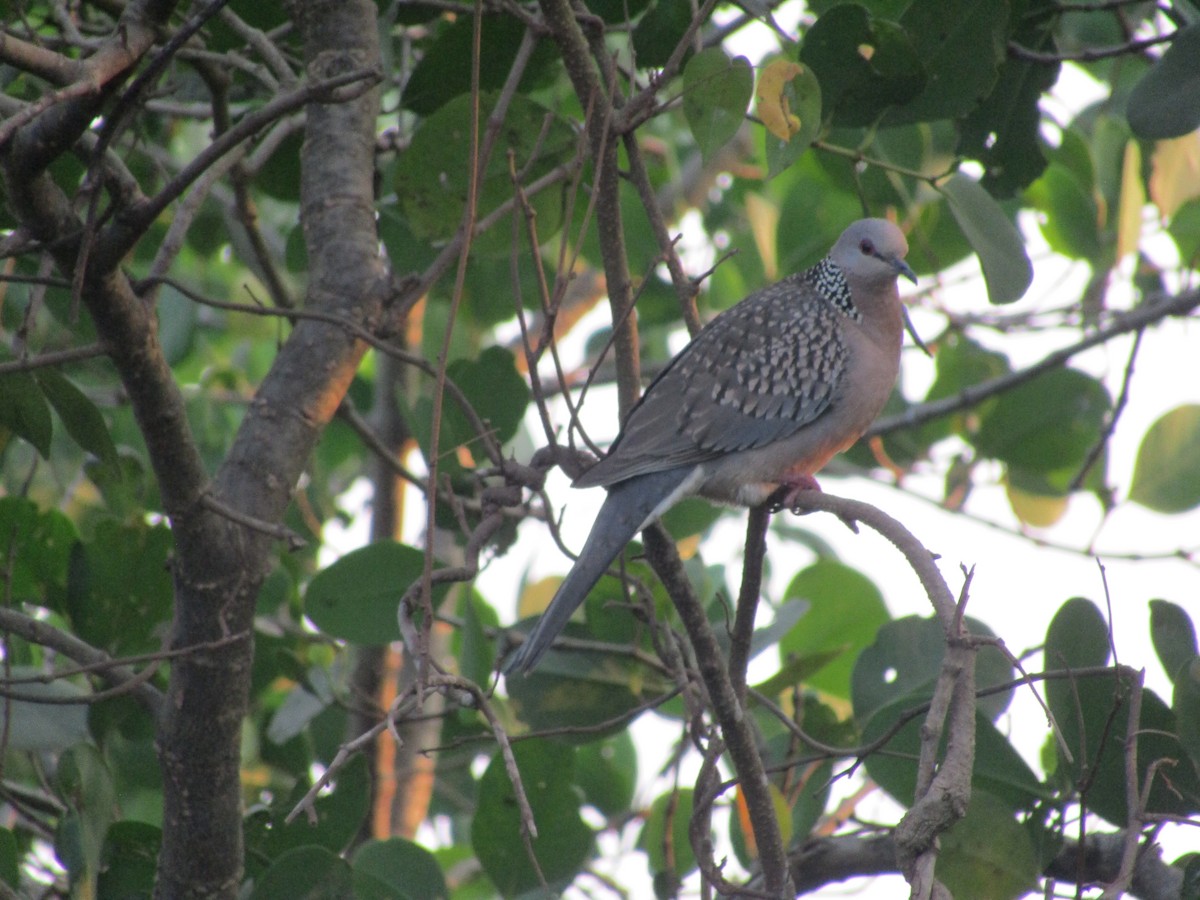 Spotted Dove - ML538304171