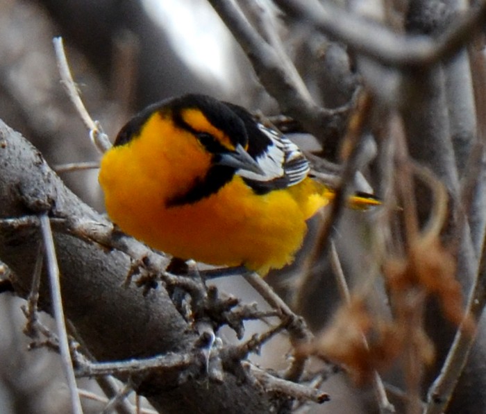 Bullock's Oriole - ML538304321