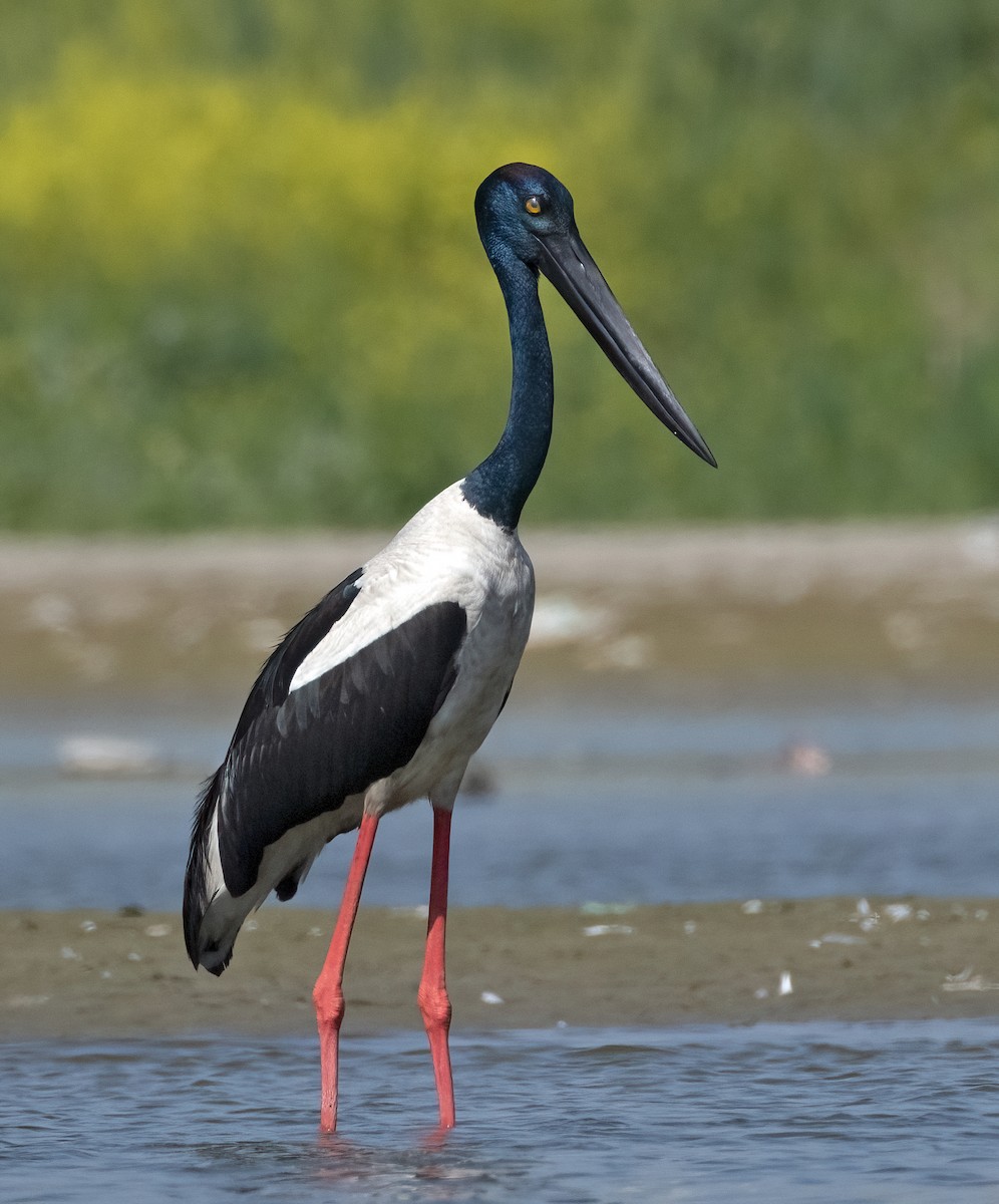 Black-necked Stork - ML538304591