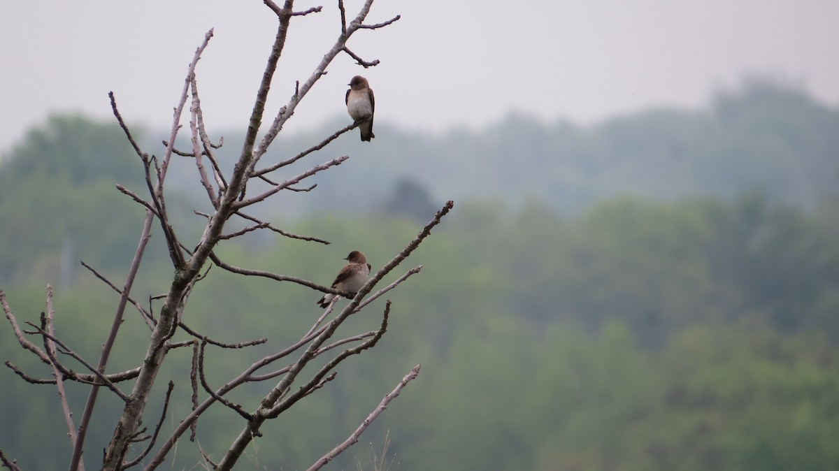 Northern Rough-winged Swallow - ML538305771