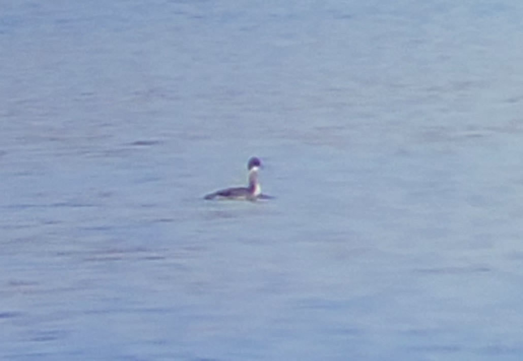 Eared Grebe - ML538308601
