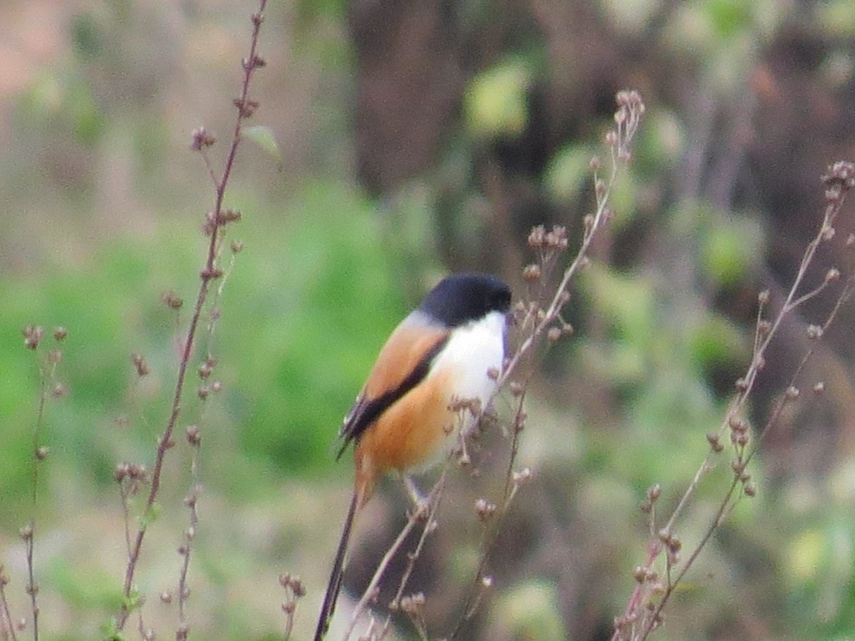 Long-tailed Shrike - ML538308891