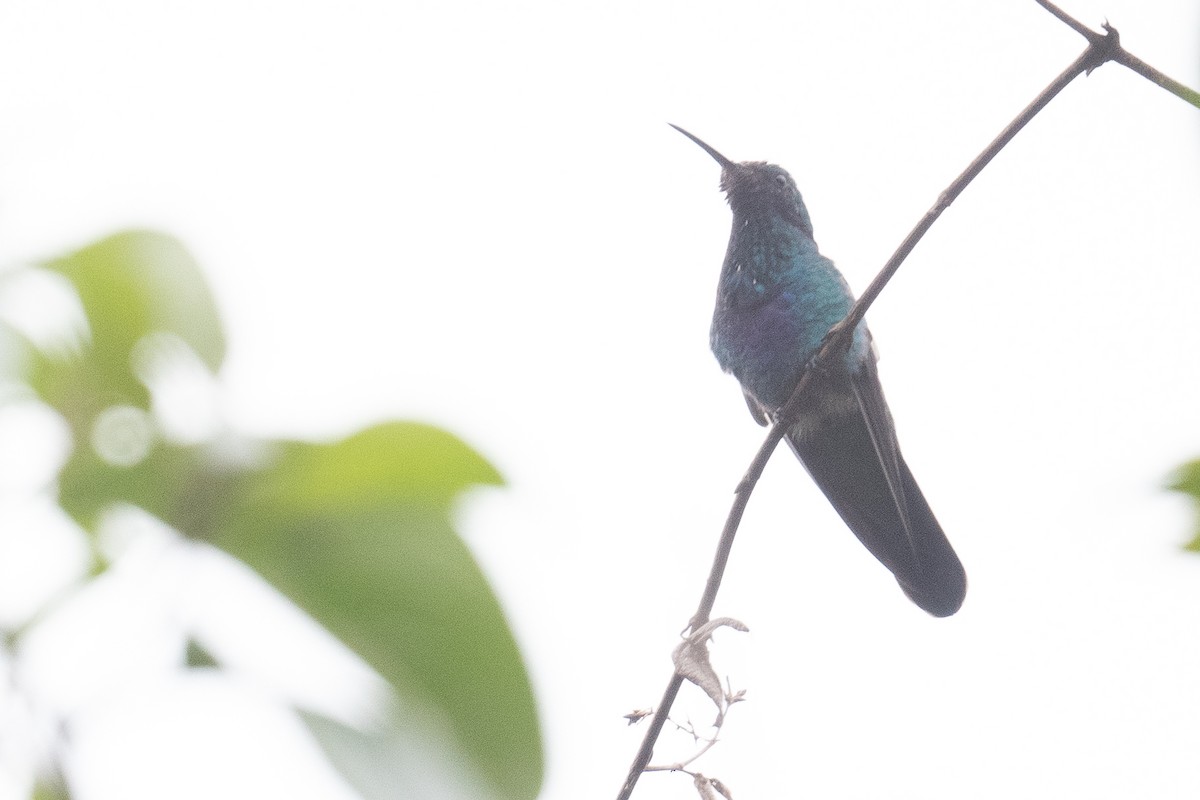 Glanz-Veilchenohrkolibri - ML538309871