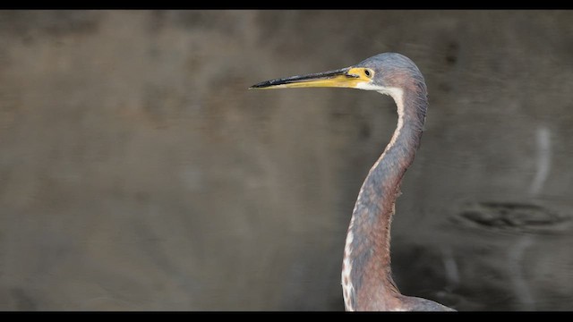 Tricolored Heron - ML538310351