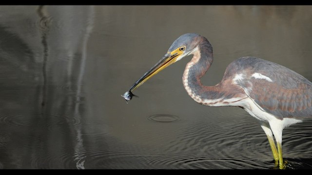 Tricolored Heron - ML538310361