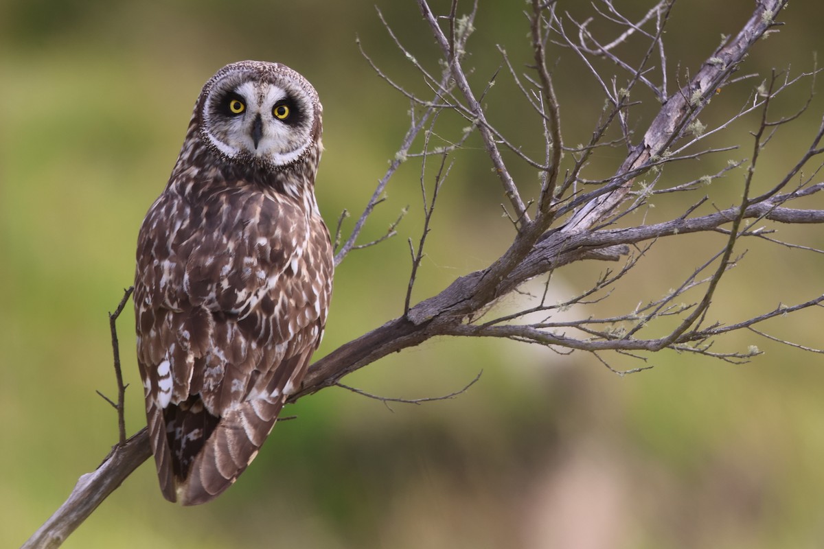 Short-eared Owl - ML538310761