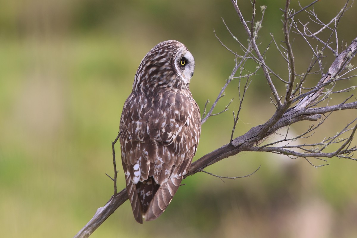 Short-eared Owl - ML538310891