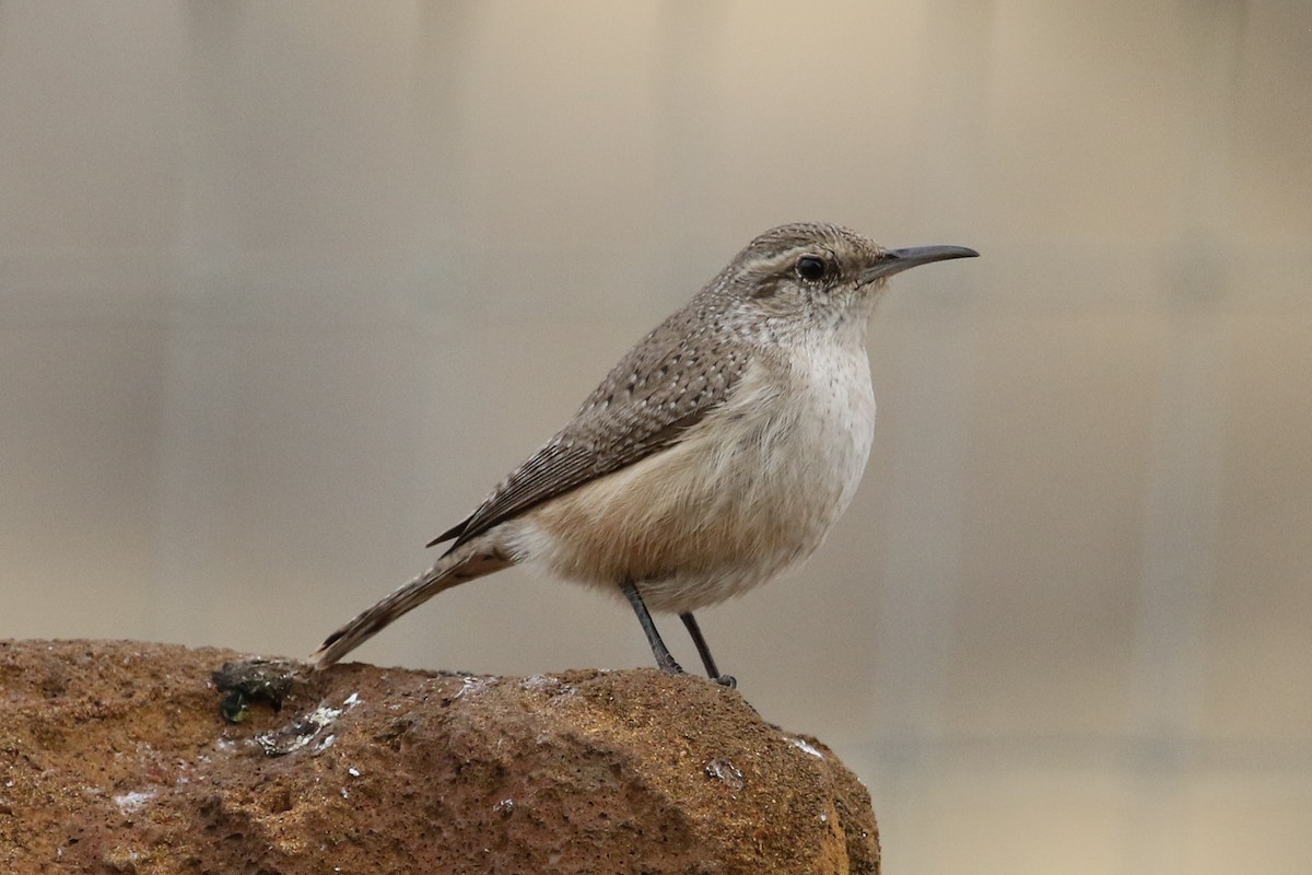 Rock Wren - Bill Lupardus