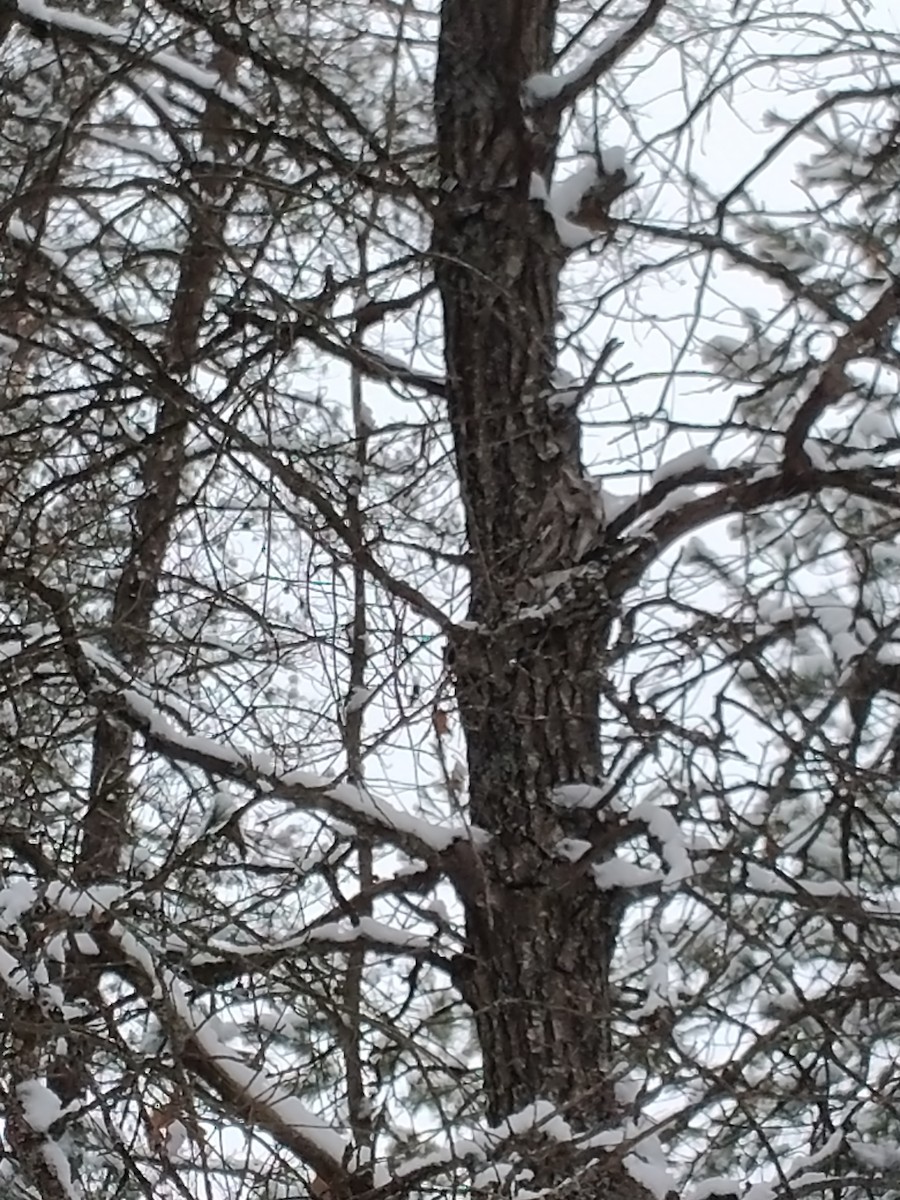 Eastern Screech-Owl - ML538311891