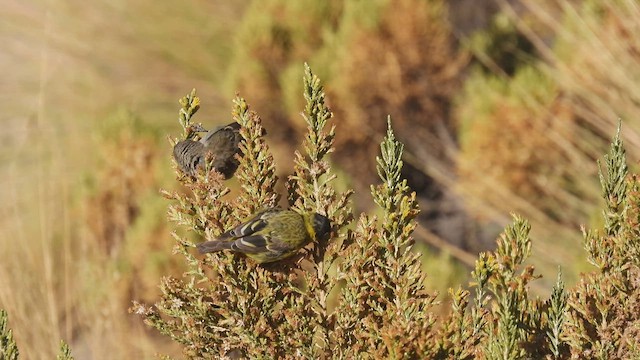 Hooded Siskin - ML538311911