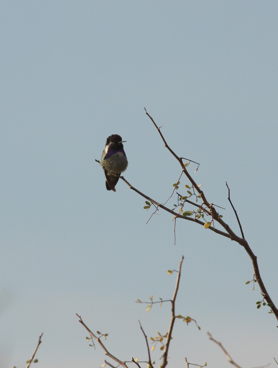Costa's Hummingbird - ML538312291