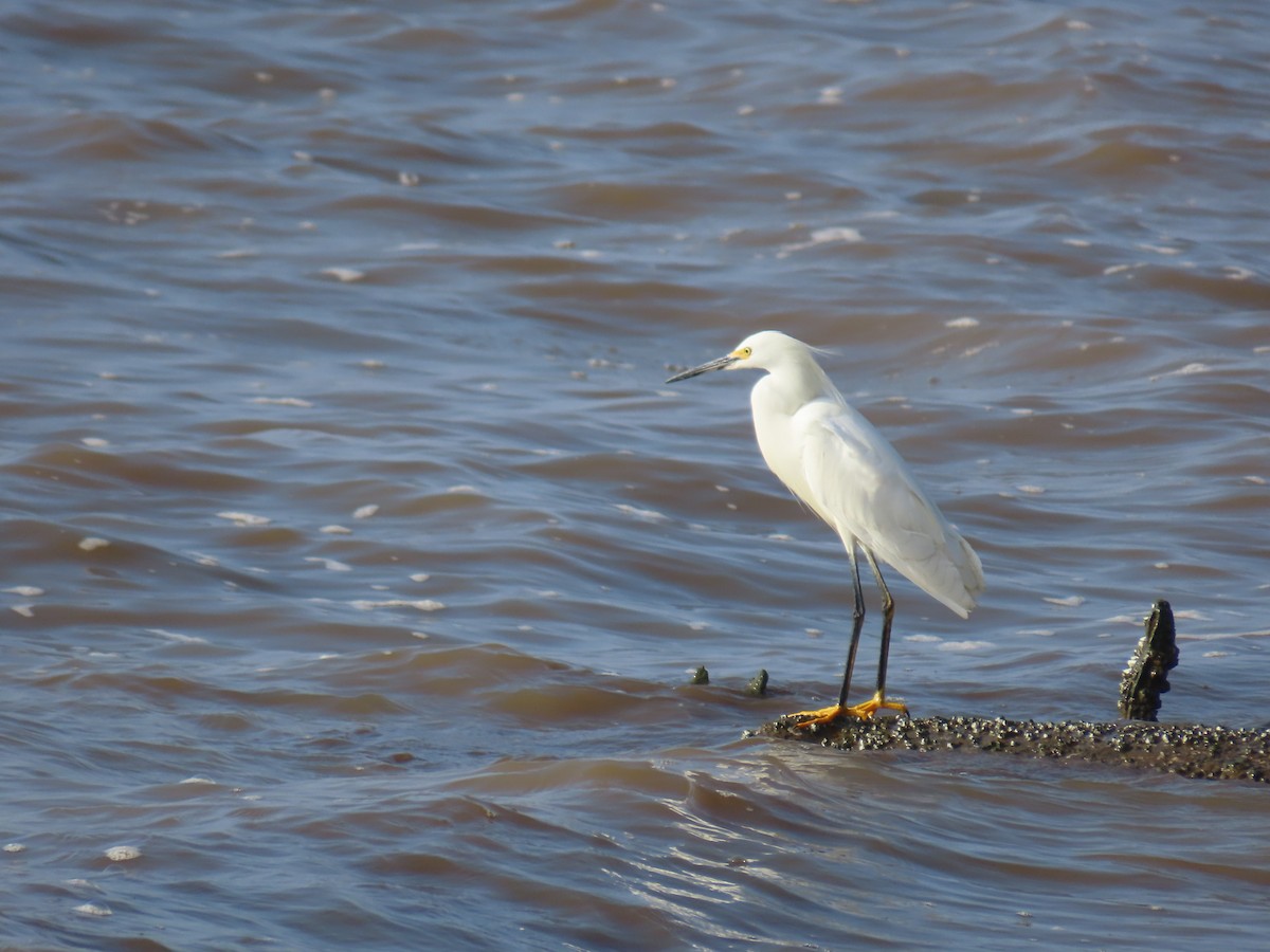 Snowy Egret - ML538313871