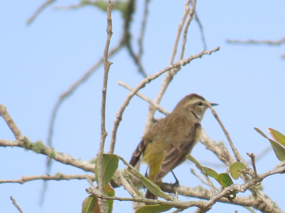 Palm Warbler - ML538313991