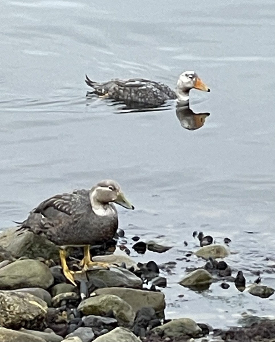 Flying Steamer-Duck - ML538315011