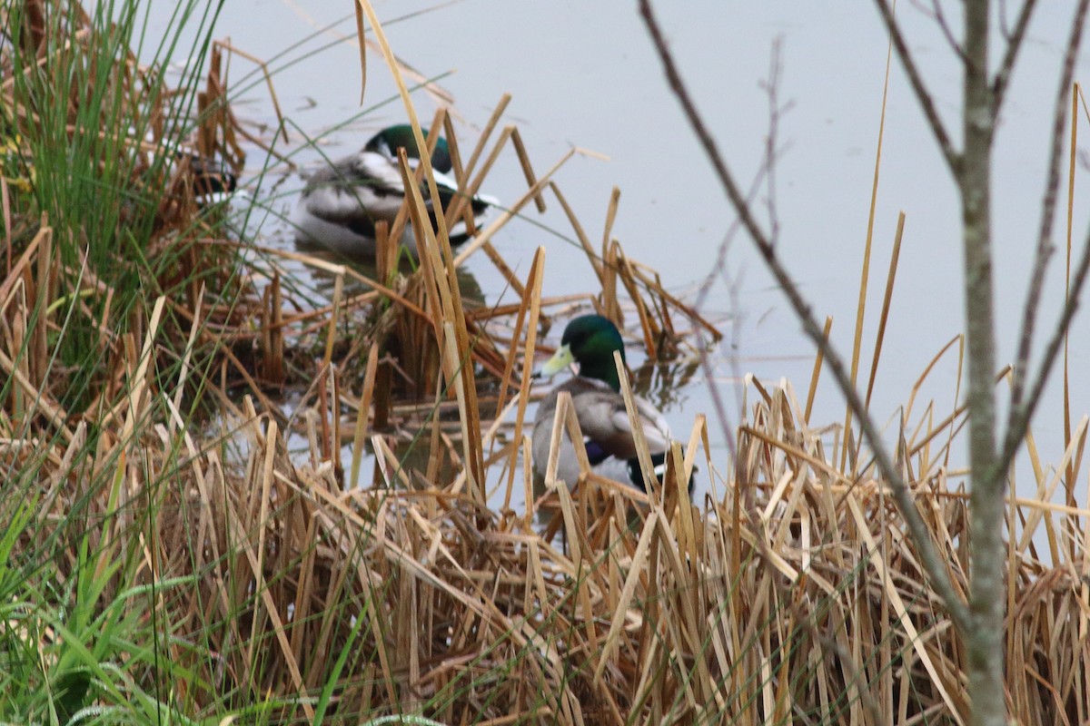 Canard colvert - ML538315091