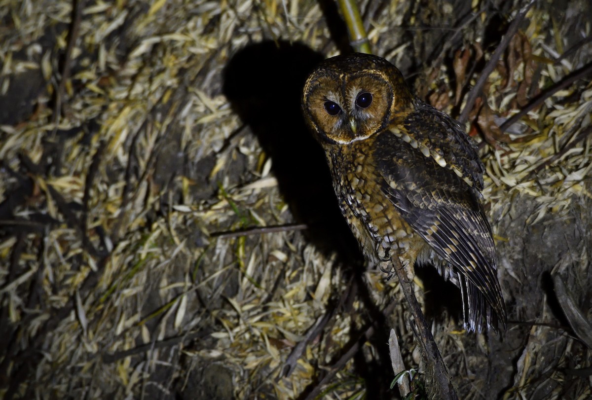 Himalayan Owl - Soham Das