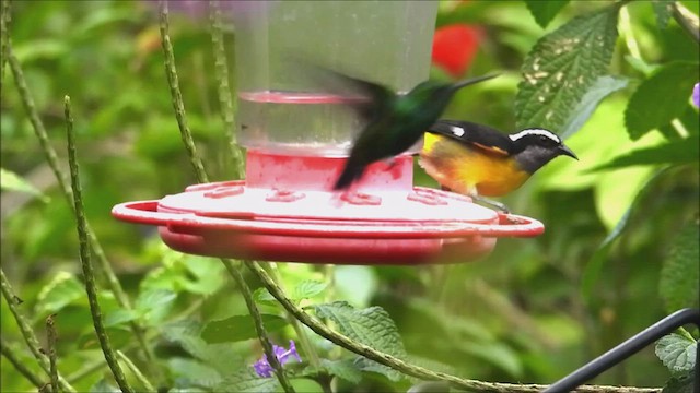 Bananaquit - ML538319591