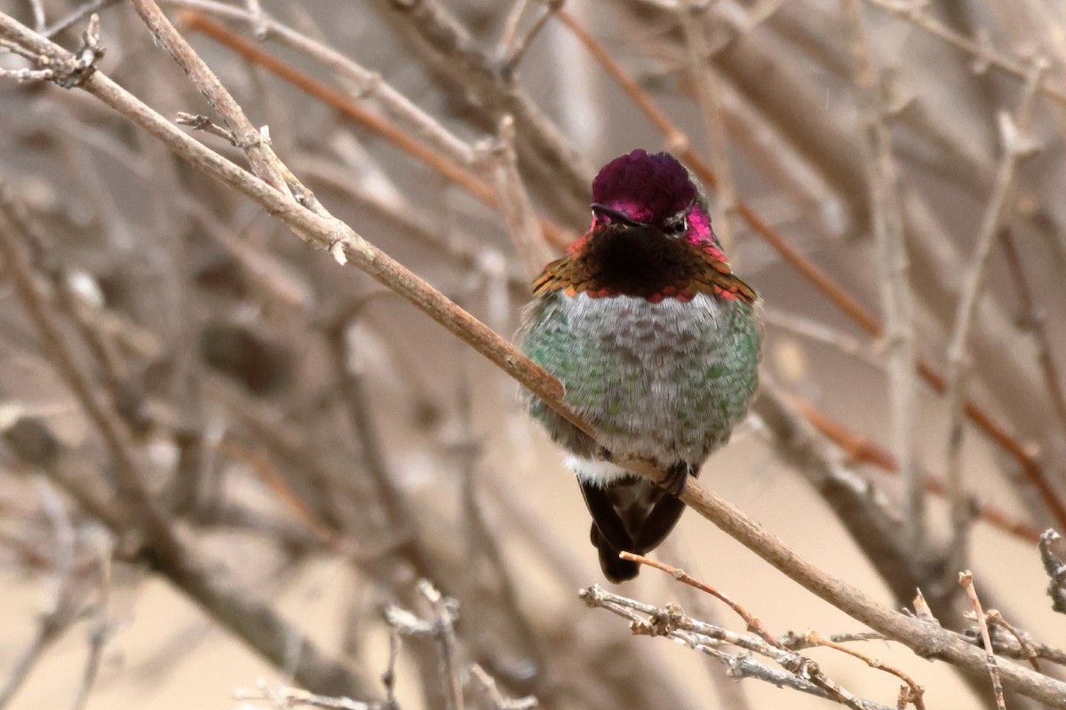 Anna's Hummingbird - ML538319651