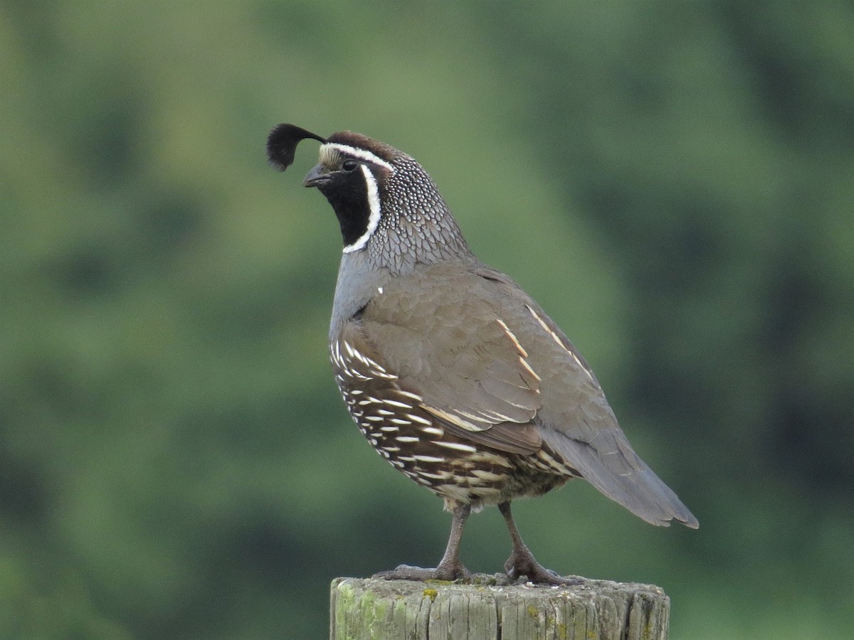 California Quail - ML538319711