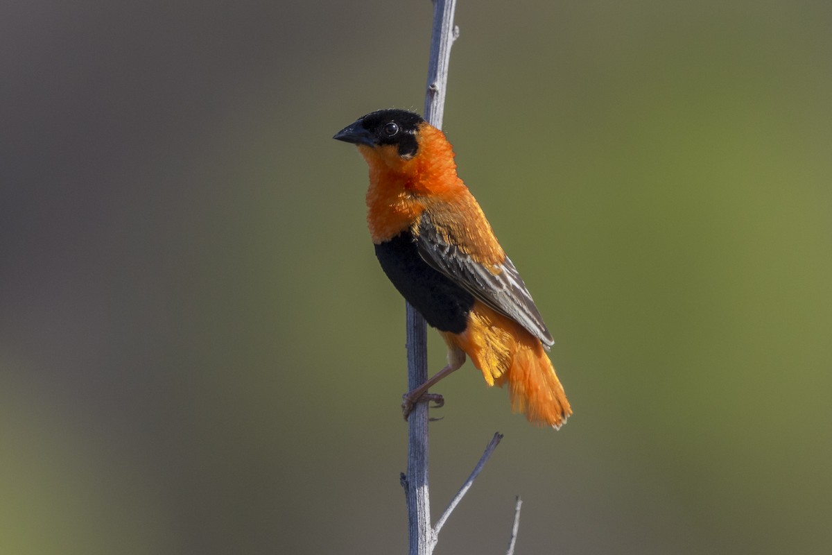 Northern Red Bishop - Anthony Gliozzo