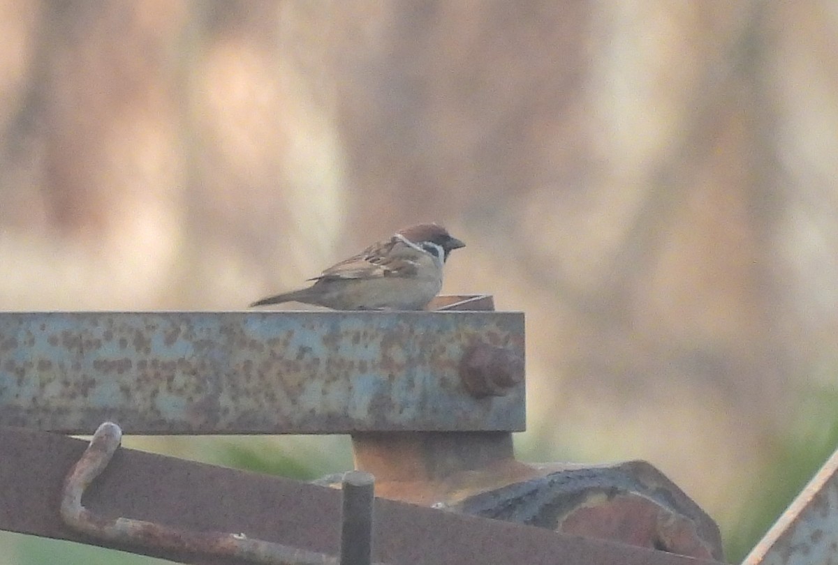 Eurasian Tree Sparrow - ML538321481
