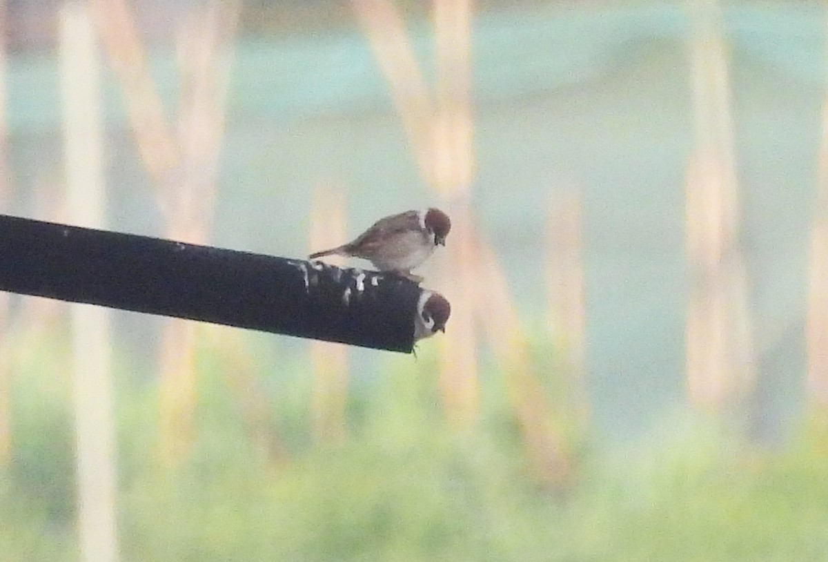 Eurasian Tree Sparrow - ML538321491