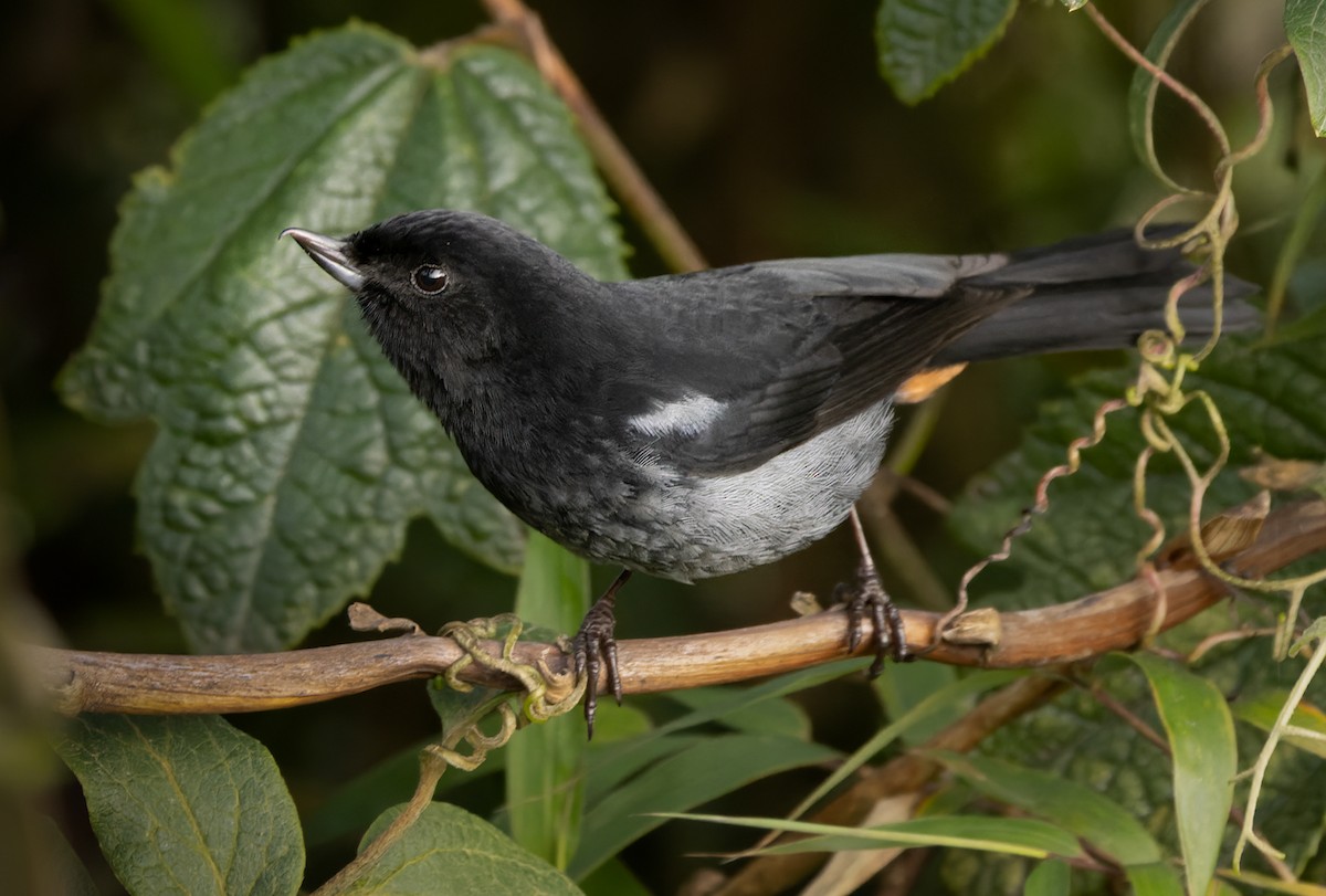 Gray-bellied Flowerpiercer - Lars Petersson | My World of Bird Photography