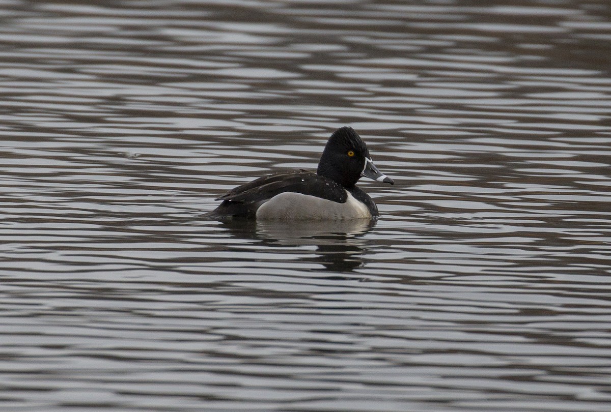 Ring-necked Duck - ML538323411