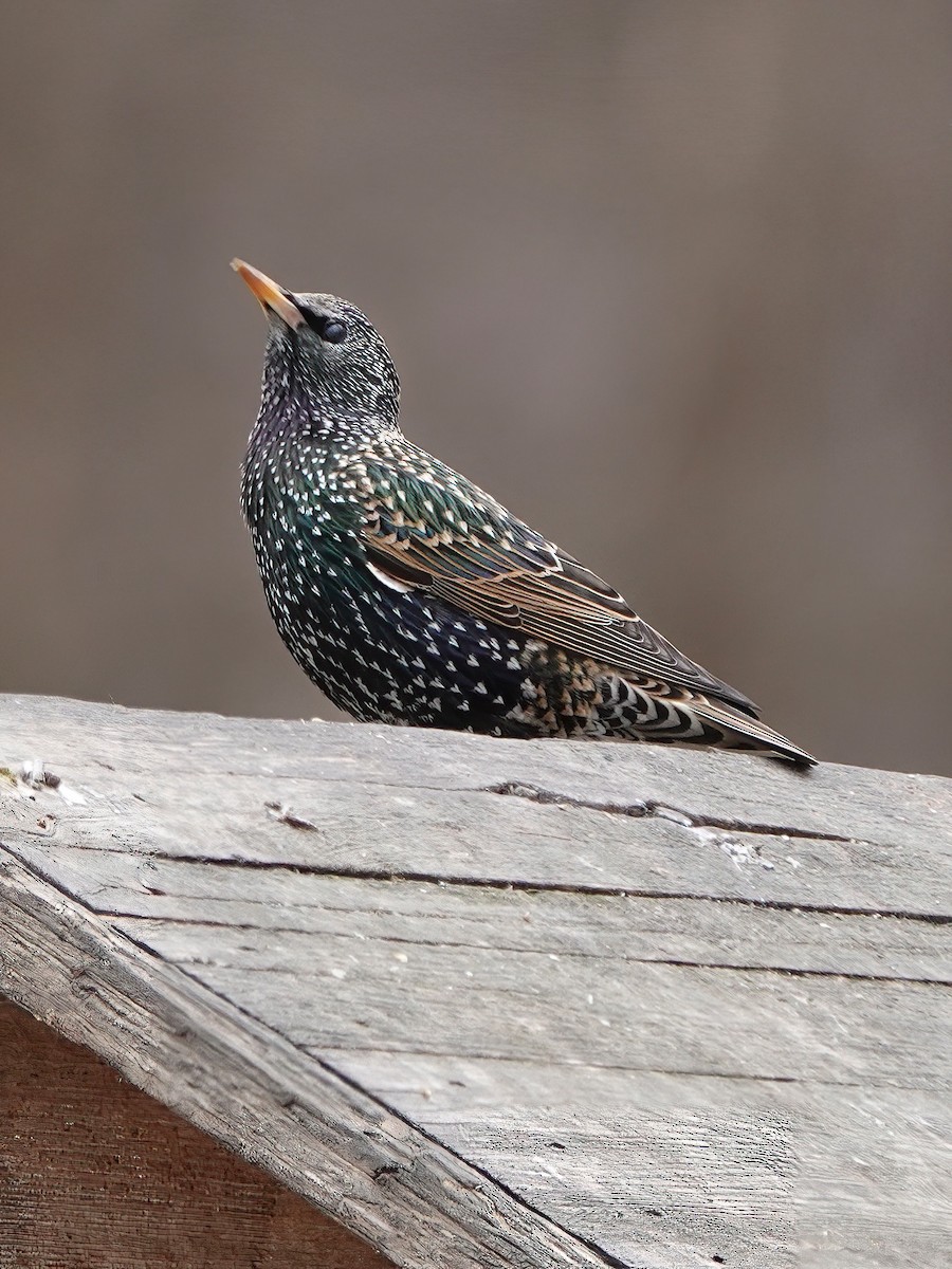 European Starling - ML538323831