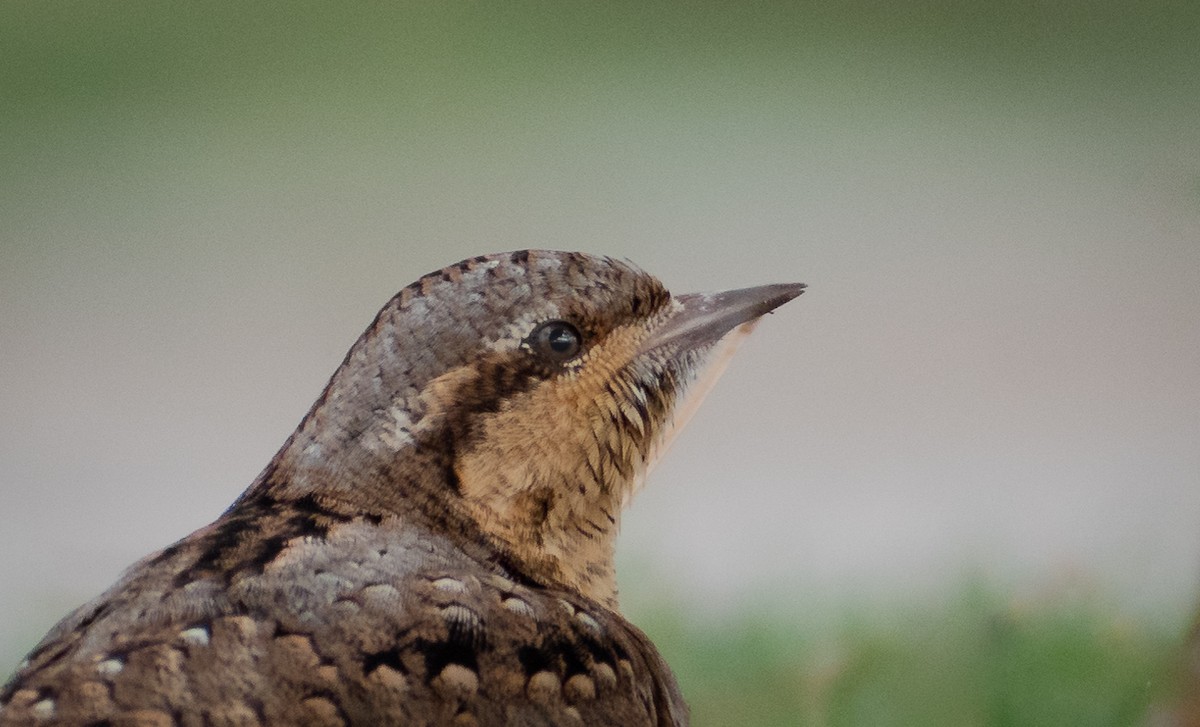 Eurasian Wryneck - ML538324681