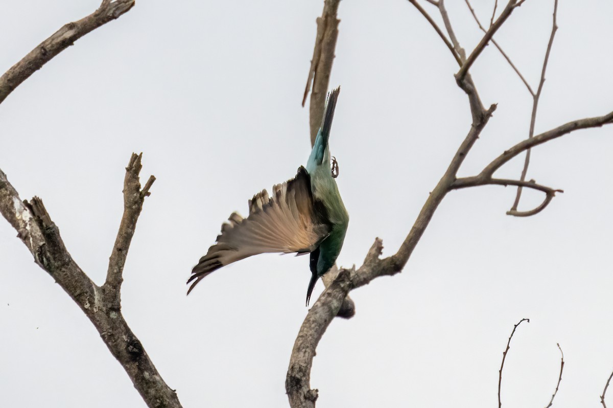 Blue-throated Bee-eater - Yifei Zheng