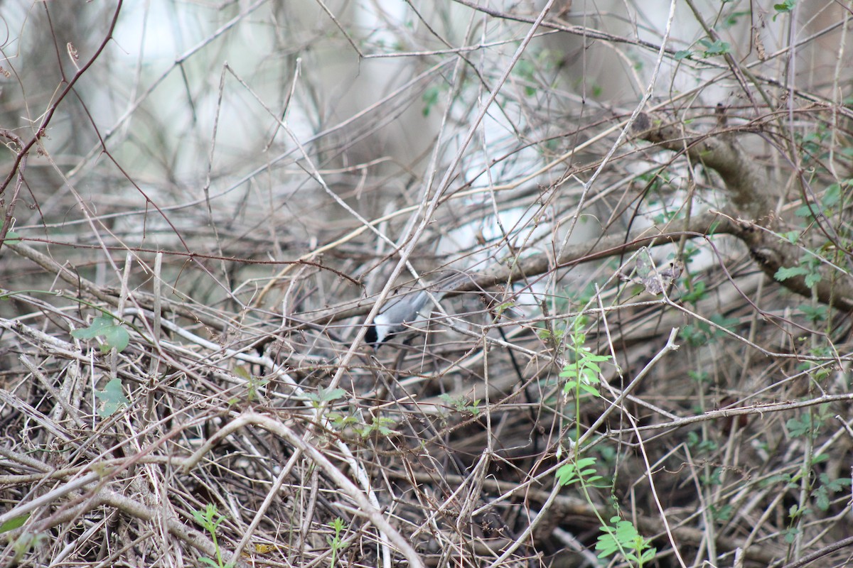 Carolina Chickadee - ML538328231