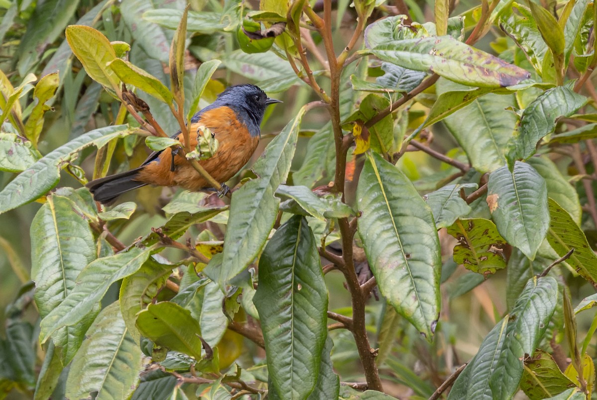 Blue-backed Conebill - ML538329521