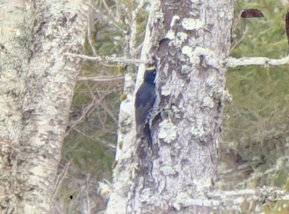 Black-backed Woodpecker - ML538329611