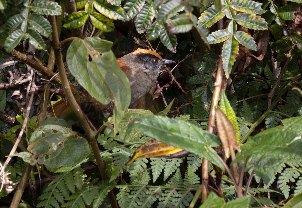 Light-crowned Spinetail - ML538329691