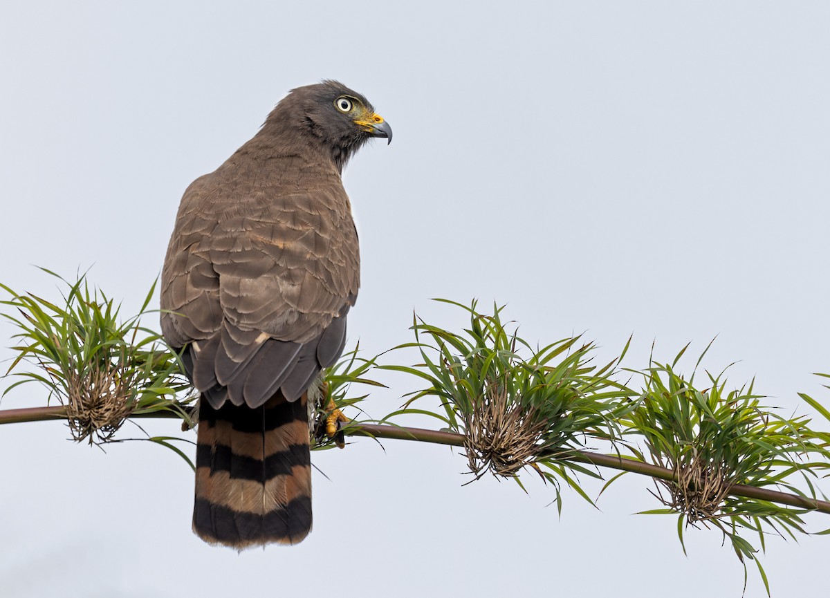 Roadside Hawk (Southern) - ML538329711