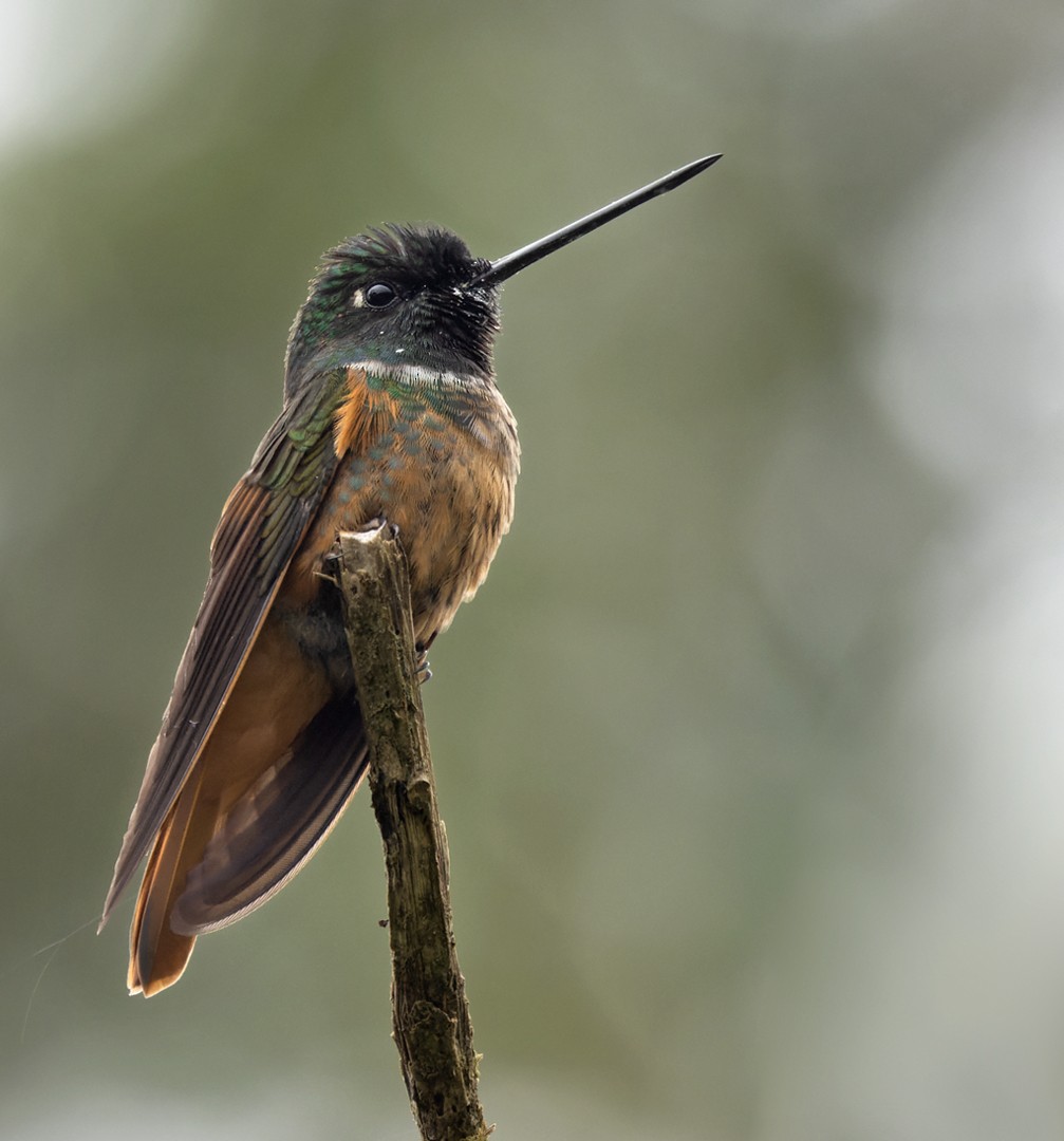 Violet-throated Starfrontlet (Bolivian) - ML538329831