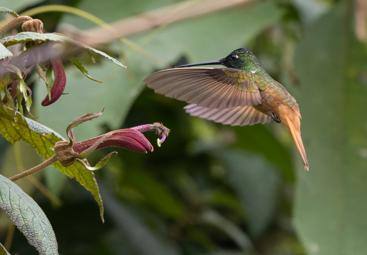 Violet-throated Starfrontlet (Bolivian) - ML538329851