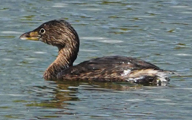 Pied-billed Grebe - ML538331161