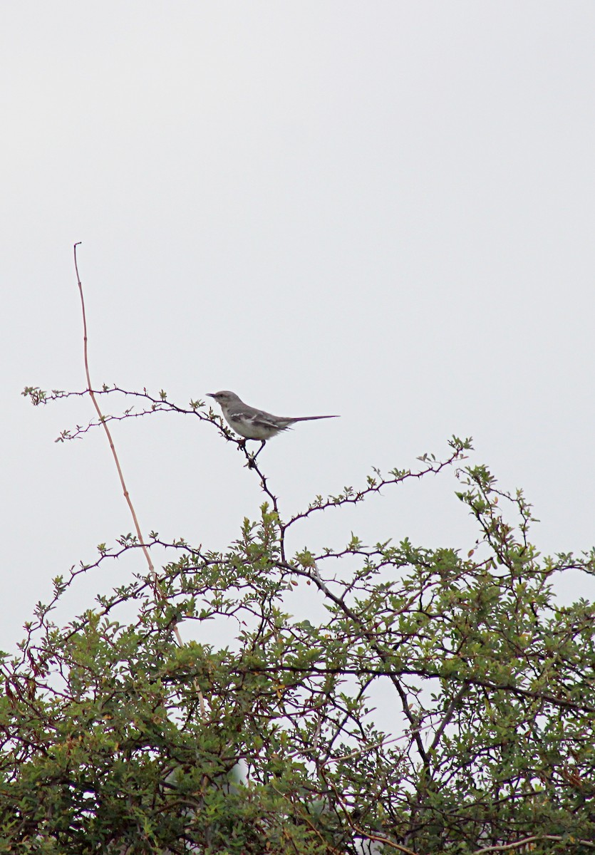 Northern Mockingbird - ML538331351