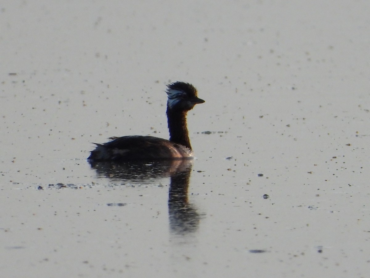 White-tufted Grebe - J. Luis Martínez