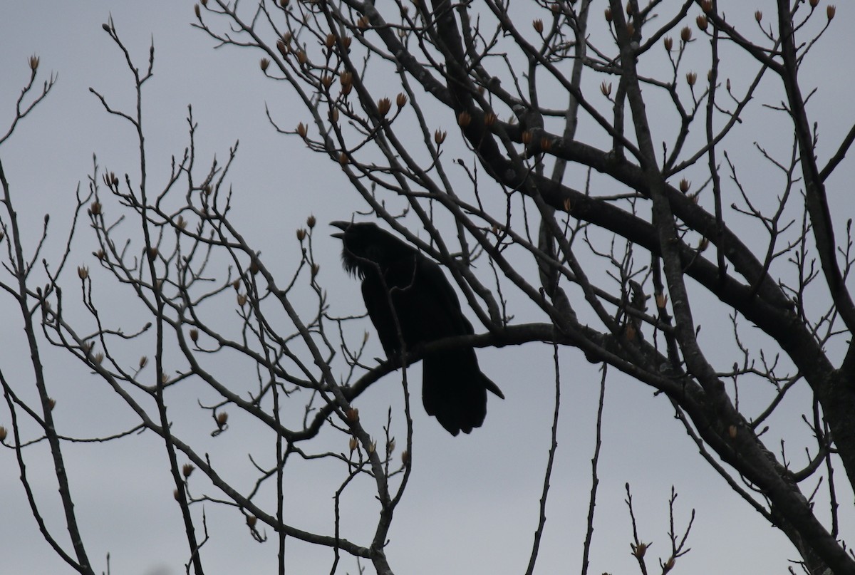 Common Raven - ML538332031