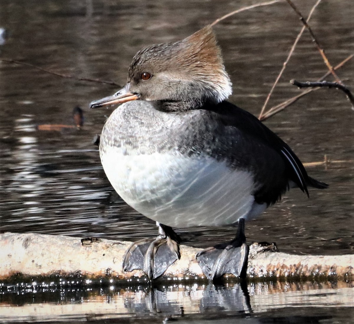 Serreta Capuchona - ML538333311